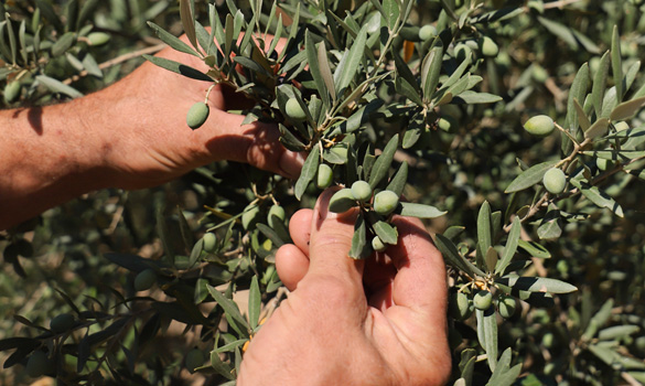 raccolta olive